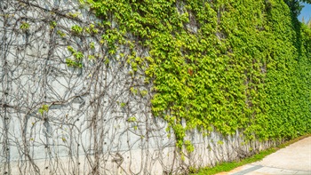 Some Virgina Creeper (<i>Parthenocissus tricuspidate</i>) covers a wall near Pui Pui’s Home adjacent to the Visitors Centre creating a vertical green wall.